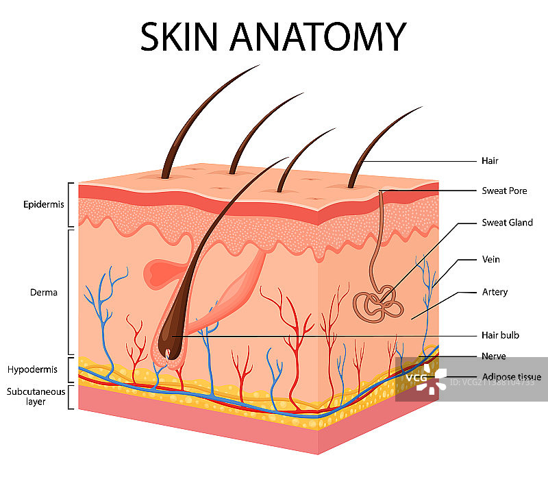人体皮肤解剖图，含血管动脉图片素材