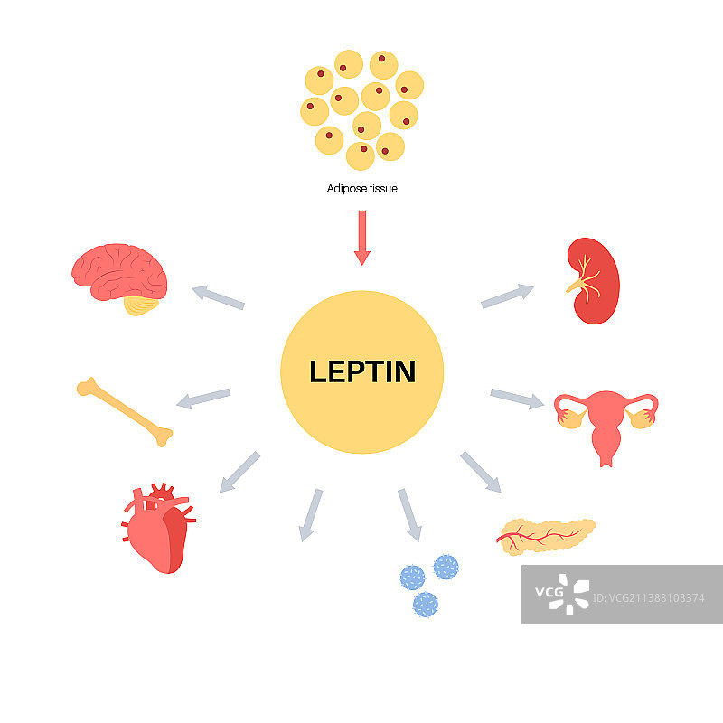 饥饿食欲激素图片素材