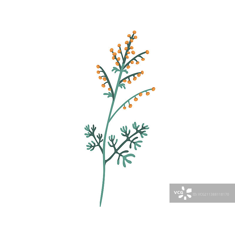 蒿属植物，带花的艾草花卉草本图片素材