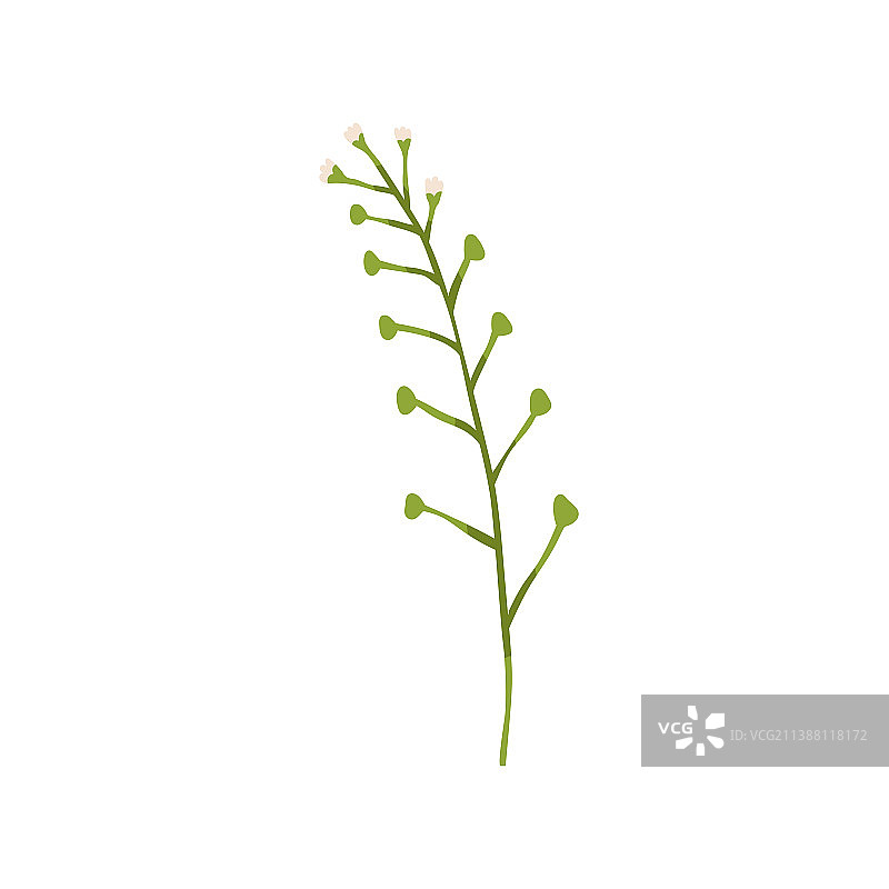 开花的capsella rubella植物图片素材