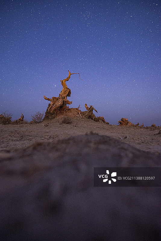 新疆伊吾胡杨林日落星空夜景图片素材