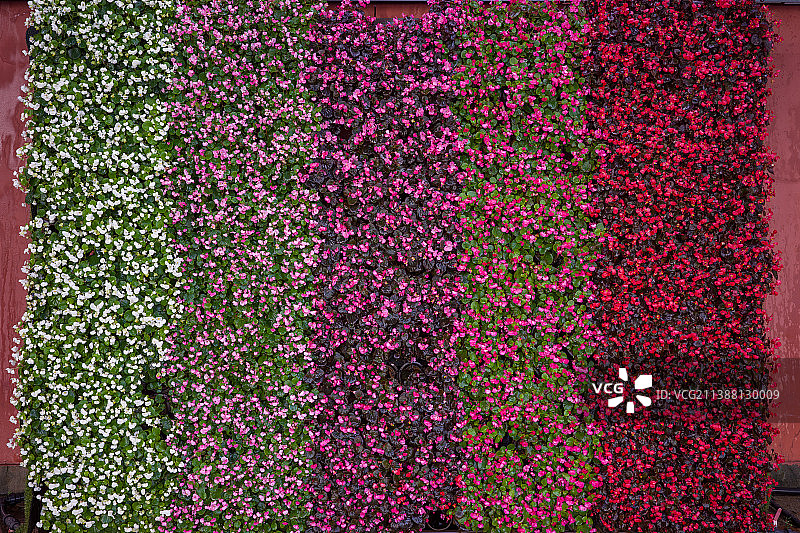 五色四季海棠特色花墙图片素材