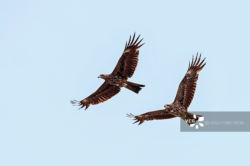 追逐的黑耳鸢图片素材