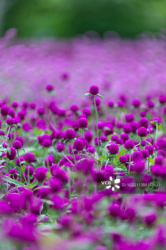 千日红花海图片素材