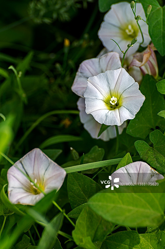 喇叭花图片素材