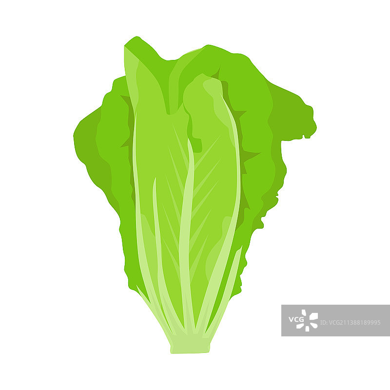 白色背景下的生菜扁平风格设计图片素材