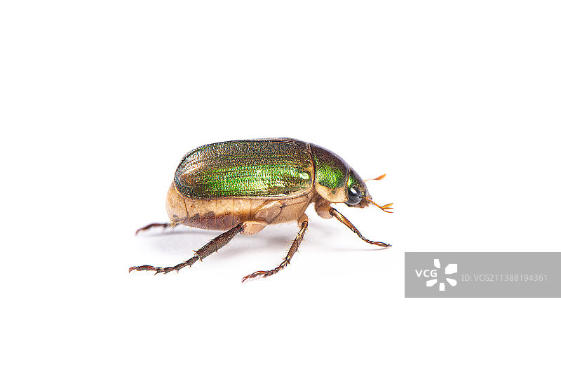 白底上的一只铜绿丽金龟图片素材