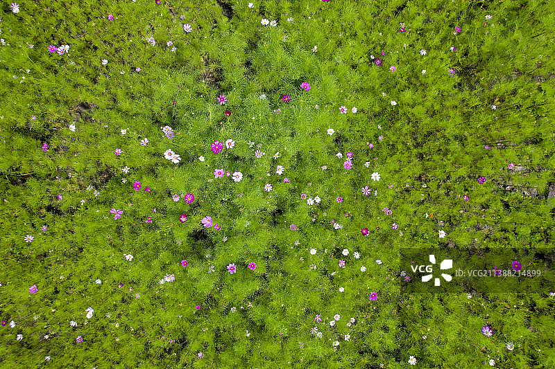 格桑花海航拍图片素材