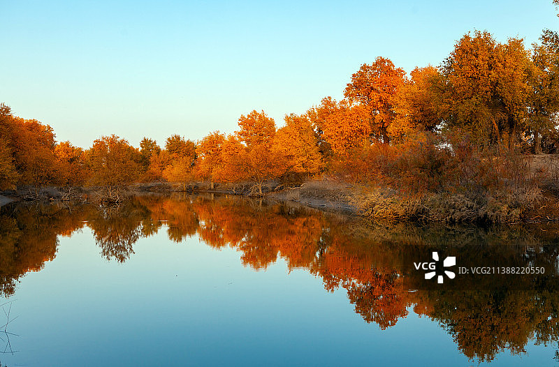 新疆巴音郭楞轮台塔里木胡杨林图片素材
