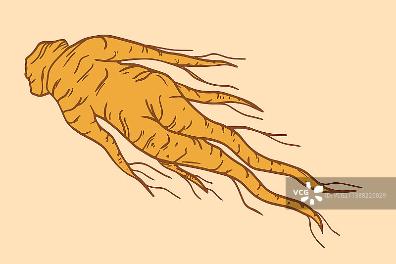 手绘红色高丽参图片素材