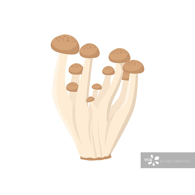 白玉菇图片素材