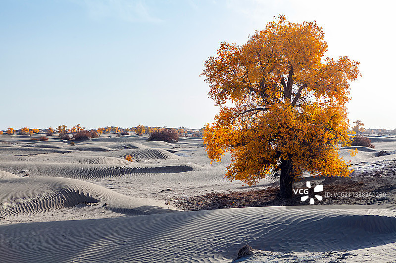新疆南疆塔克拉玛干沙漠胡杨图片素材