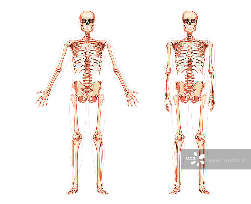 人体骨骼图（前视图）图片素材