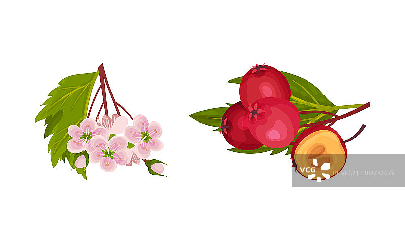 山楂浆果枝，带一簇红色圆形果实图片素材