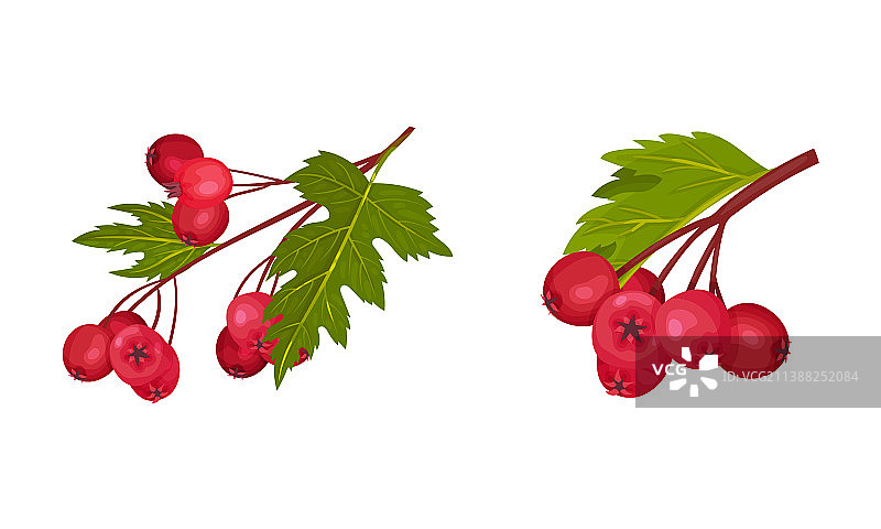 山楂浆果枝，带一簇红色圆形果实图片素材