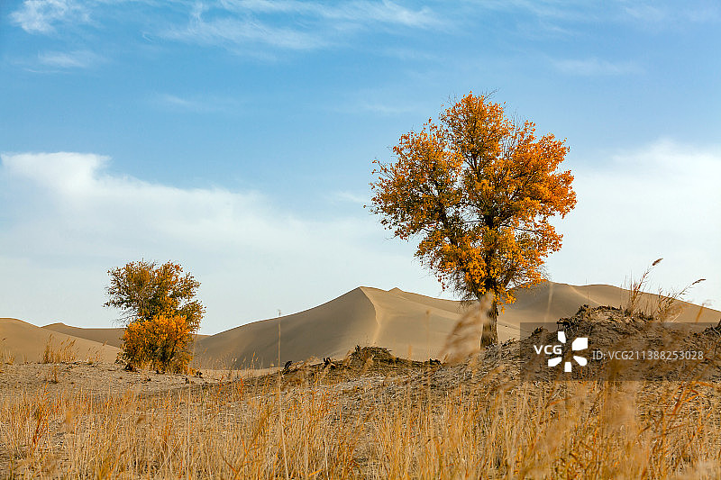 新疆民丰县塔克拉玛干沙漠胡杨图片素材