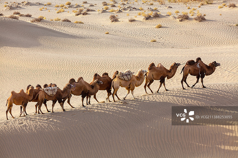 新疆南疆塔克拉玛干沙漠驼队图片素材