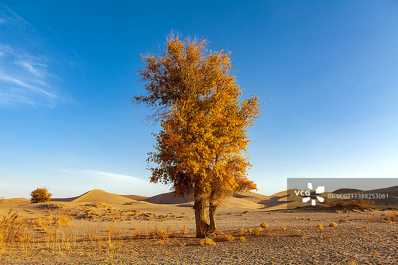 新疆民丰塔克拉玛干沙漠胡杨图片素材