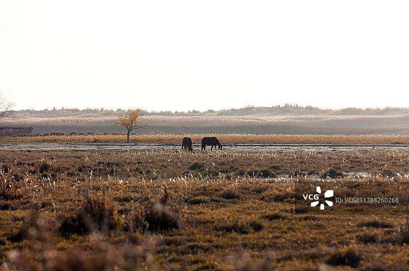 新疆南疆和田民丰县草原牧场图片素材