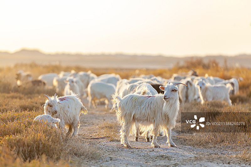 新疆南疆和田民丰县草原上的羊群图片素材