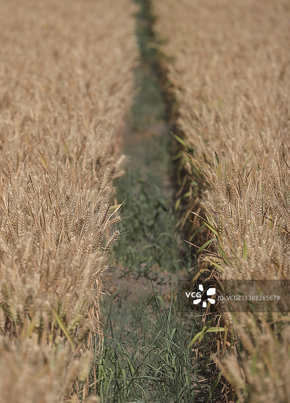 成熟的小麦图片素材