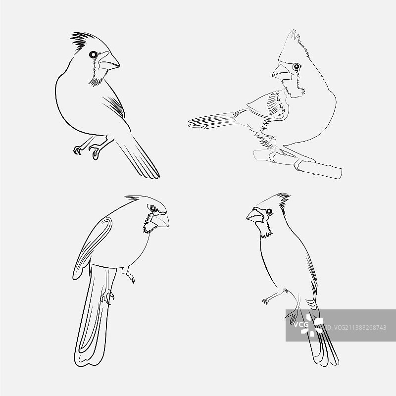 红衣主教鸟图片素材