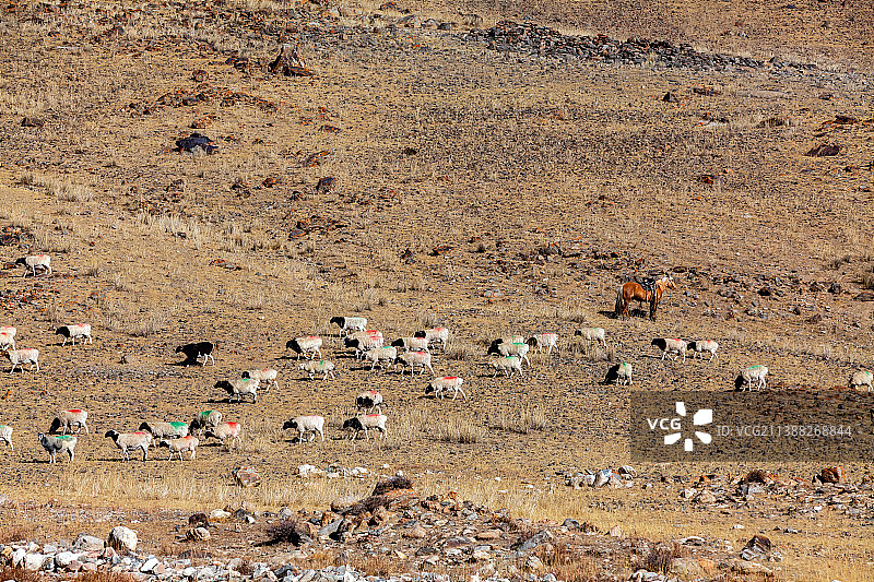新疆巴音郭勒山地上的羊群图片素材