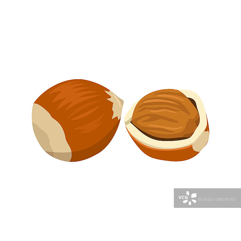 扁平风格：白色背景下的榛子图片素材