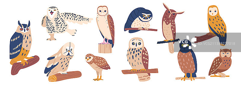 白色背景上不同猫头鹰合集图片素材