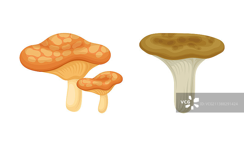 带茎和伞状菌盖的森林蘑菇图片素材