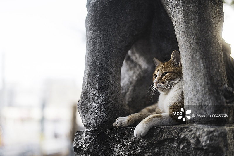 日本东京池袋七福神 拍猫图片素材