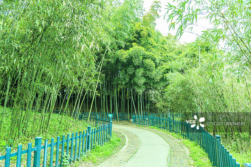 竹林绿竹子图片素材