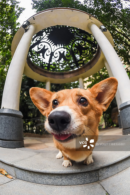 可爱的柯基犬图片素材