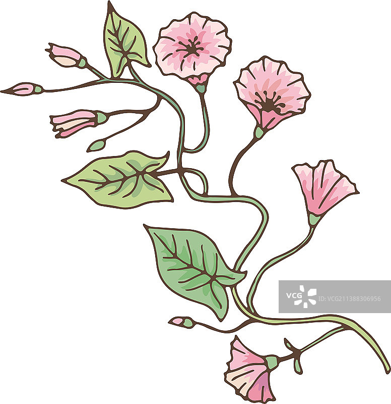 旋花属植物，喇叭花图片素材