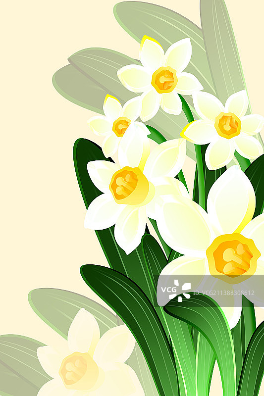 冬季盛开水仙花图片素材