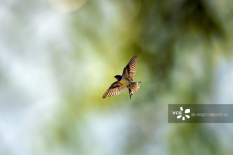 阳光下的燕子图片素材