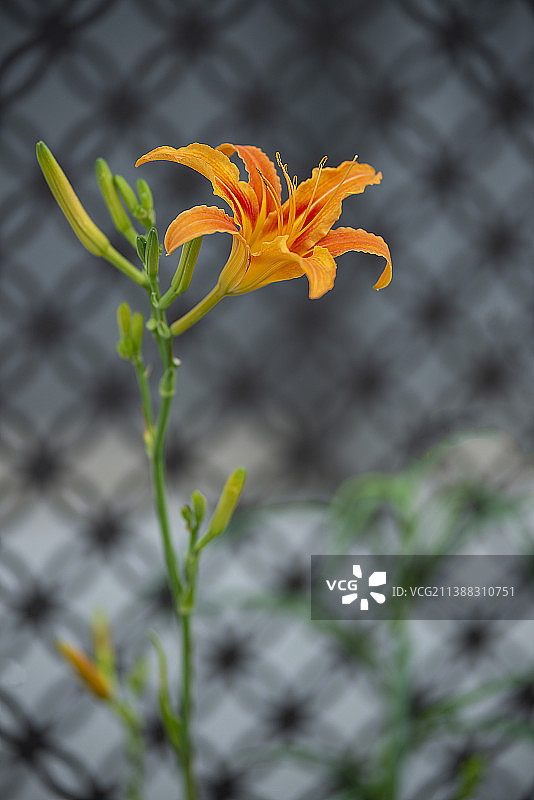 黄花菜图片素材