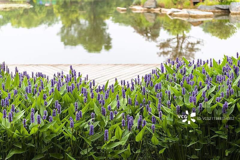 初夏植物梭鱼草图片素材