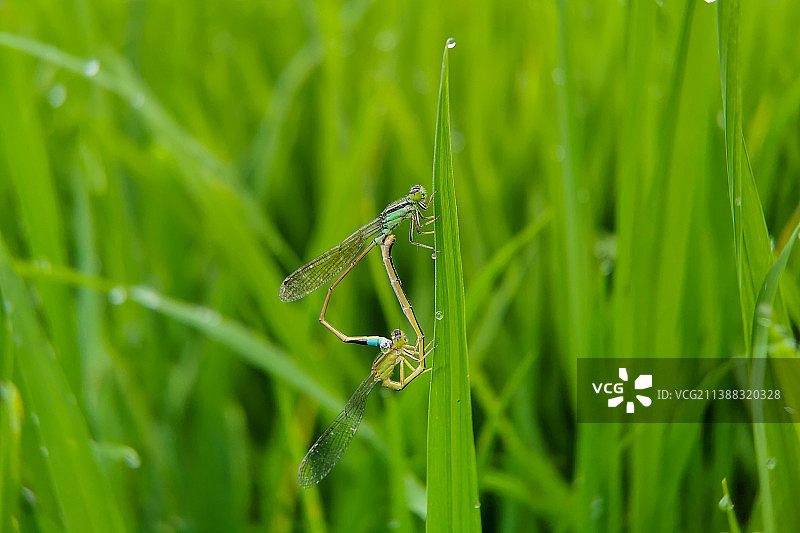 清凉世界结爱心·豆娘图片素材