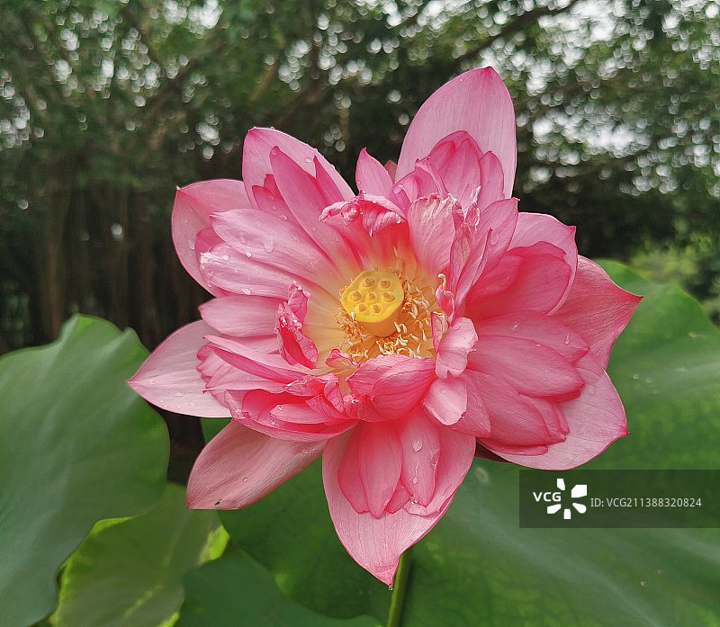 粉红色莲花特写镜头图片素材