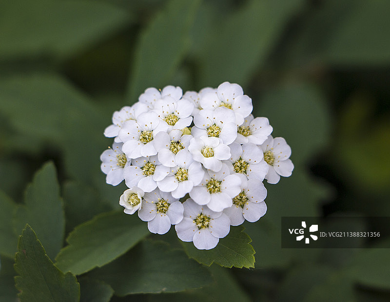 白色开花植物特写图片素材