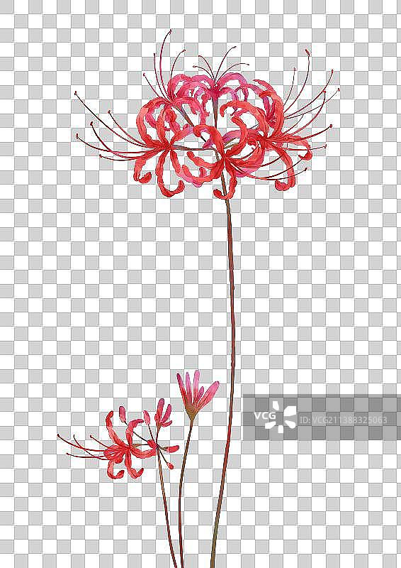 彼岸花图片素材