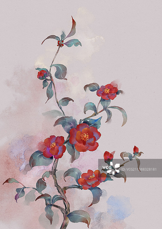 山茶花图片素材