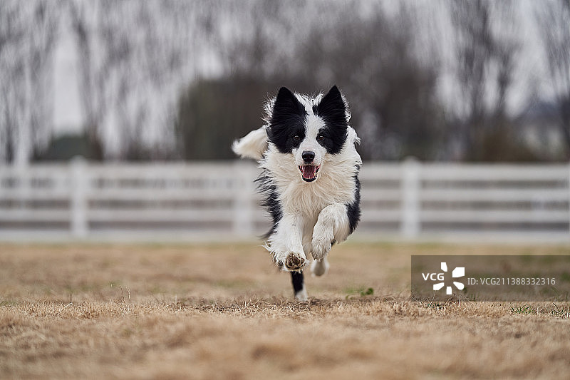 起飞的边牧图片素材