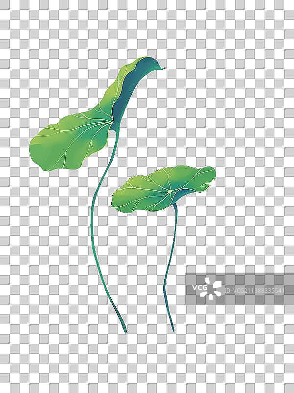 荷花莲花图片素材