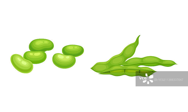 带绿色豆荚的豆类作物图片素材
