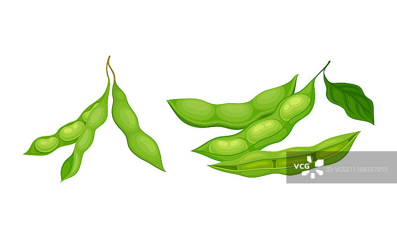 带绿色豆荚的豆类作物图片素材