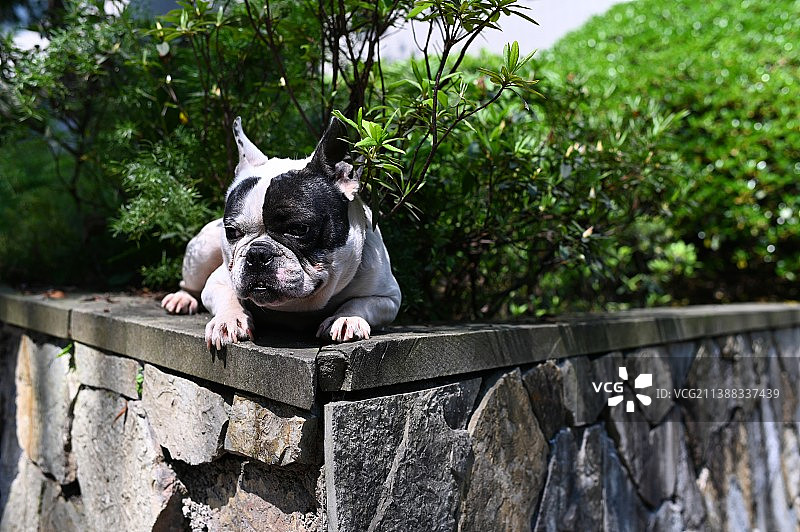 公园里的法国斗牛犬图片素材