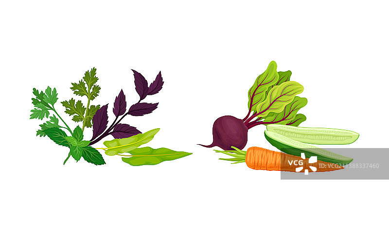 蔬菜与甜菜根、黄瓜和野菜图片素材