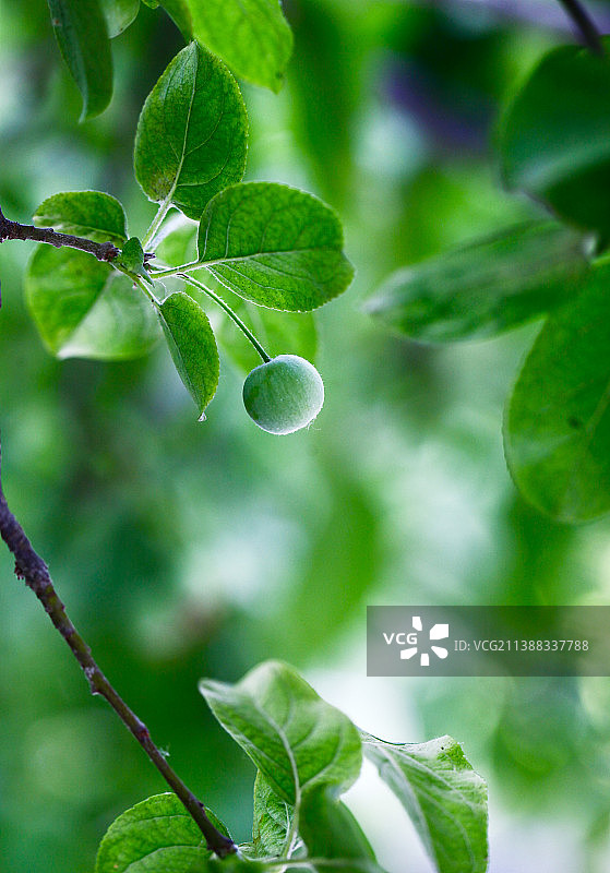 果实特写图片素材